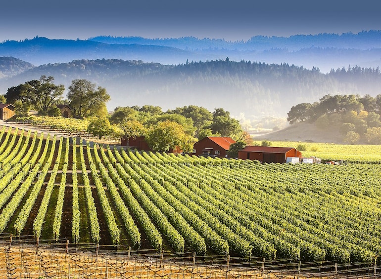 BEST Napa Valley & Sausalito Day Tour from San Francisco 