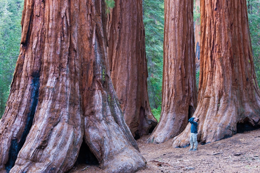 BEST Redwood Forest &Santa Cruz Harbor Day Tour from San Francisco