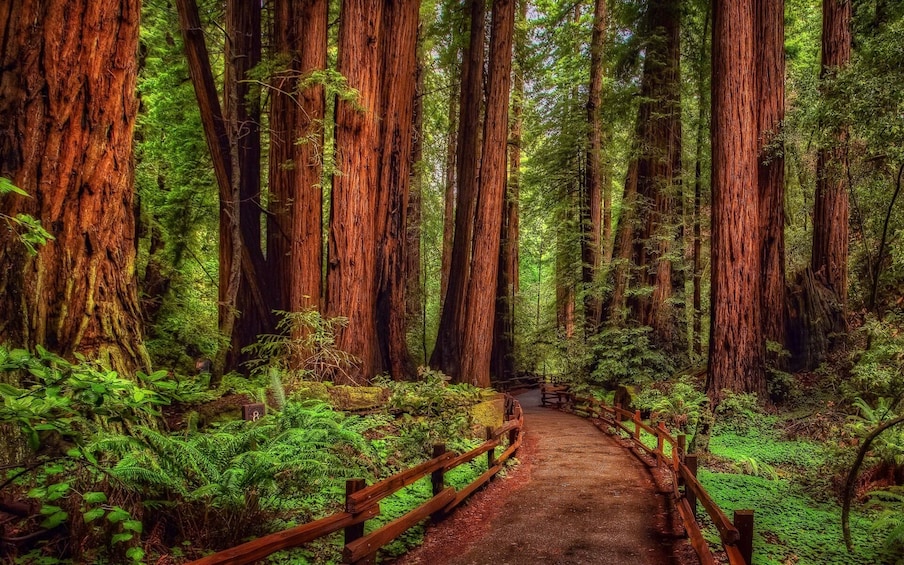 BEST Redwood Forest &Santa Cruz Harbor Day Tour from San Francisco