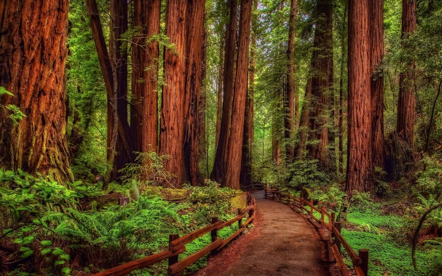 BEST Redwood Forest &Santa Cruz Harbor Day Tour from San Francisco