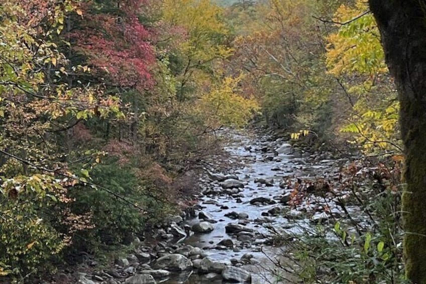 Stroll Back in Time Smokies History Streams and Forest Hike