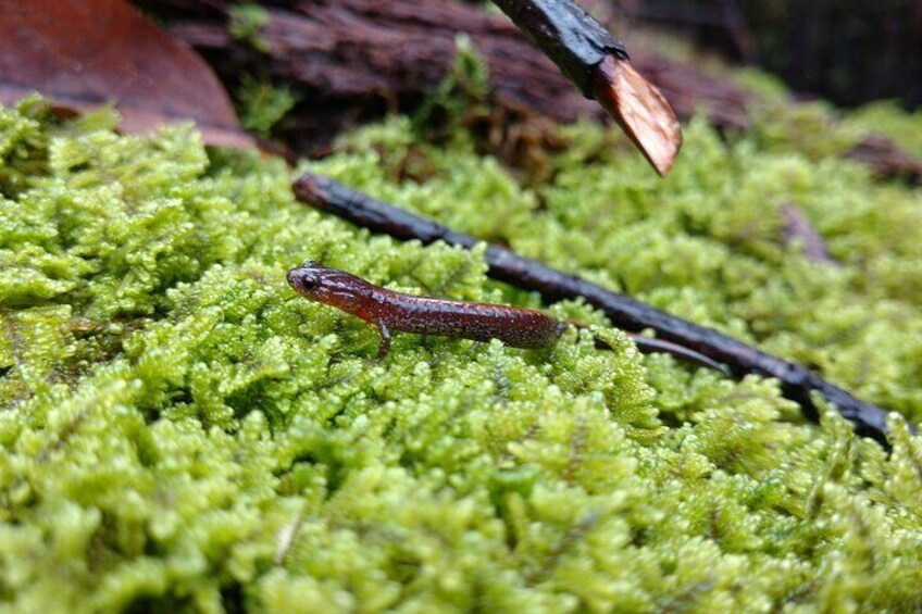 Stroll Back in Time Smokies History Streams and Forest Hike