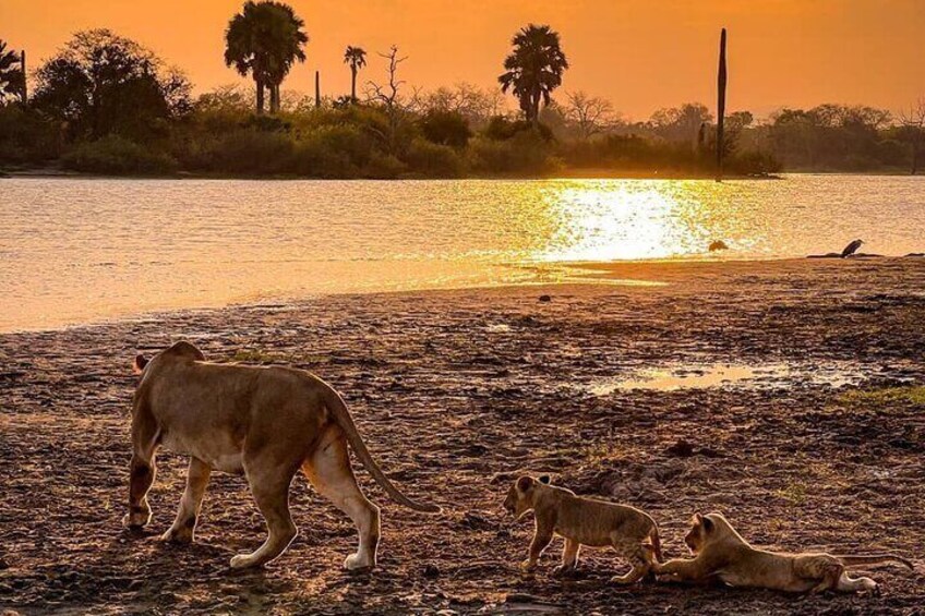 5 Days Mikumi and Ruaha National park