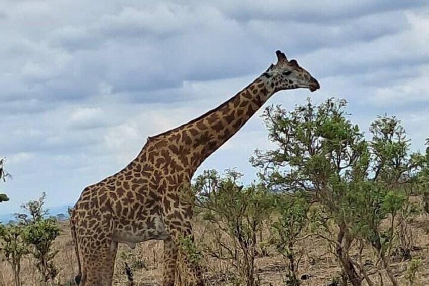 3 Days 2 Nights Selous Game Reserve