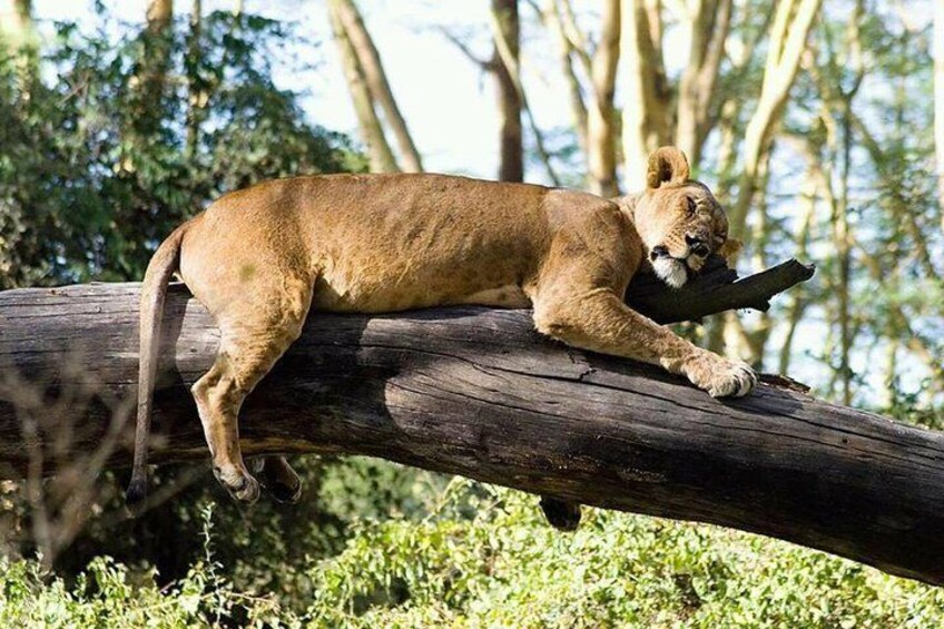 3 Days 2 Nights Selous Game Reserve