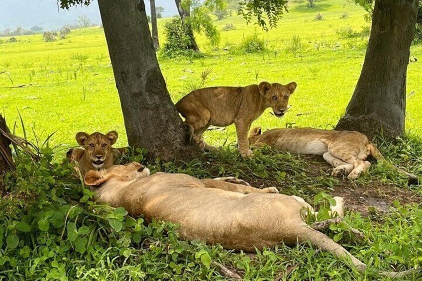3 Days 2 Nights Selous Game Reserve