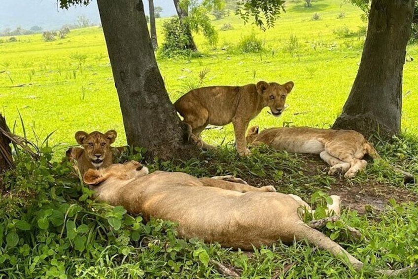 3 Days 2 Nights Selous Game Reserve