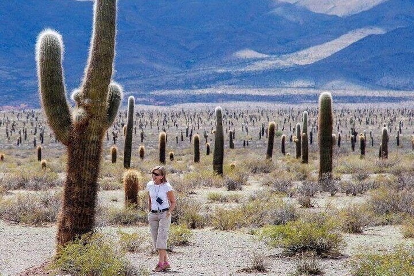 Tour to Cachi from Salta