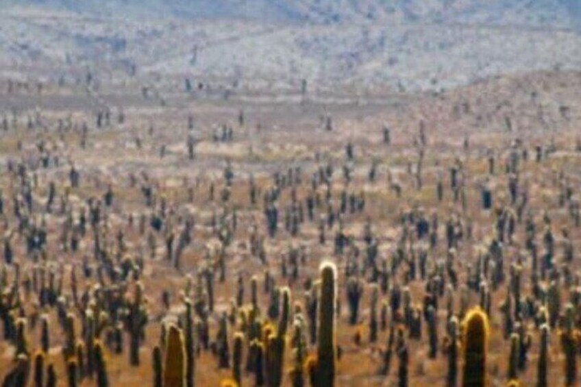 Tour to Cachi from Salta