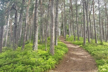 Black Forest: Self-Guided Hike, Ravenna Gorge