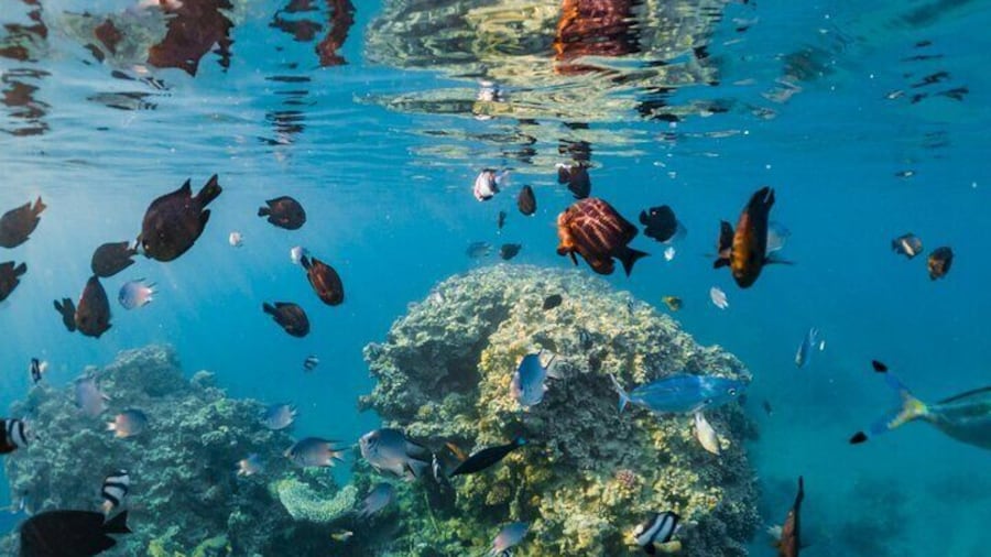 Semi Submarine Experience sea Trip With transfer from Sharm