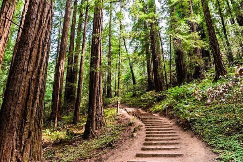 Self Guided Driving Audio Tour of Redwood National and State Park