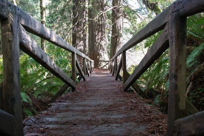 Self Guided Driving Audio Tour of Redwood National and State Park