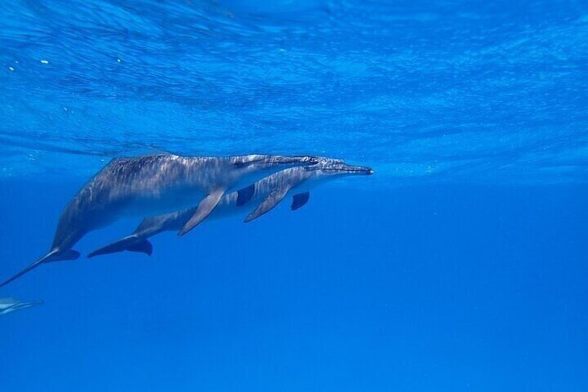 Dolphin House Adventure from Hurghada