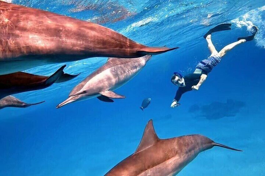 Dolphin House Adventure from Hurghada