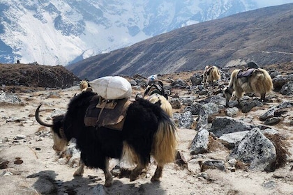 Escursione al Campo Base Everest da Kathmandu 12 Giorni