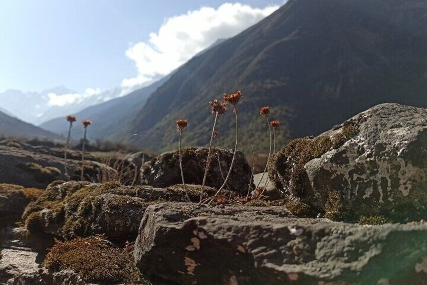 Langtang Trek from Kathmandu 7 Days