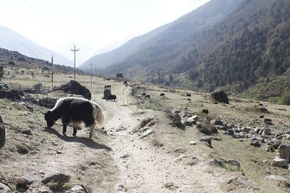 Langtang Trek from Kathmandu 7 Days