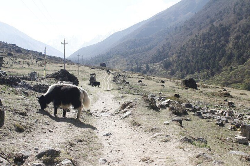 Langtang Trek from Kathmandu 7 Days