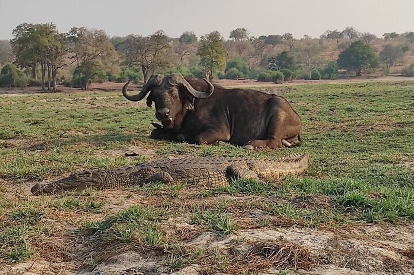 Worlds Only Quadripoint and Chobe Day Trip from Victoria Falls
