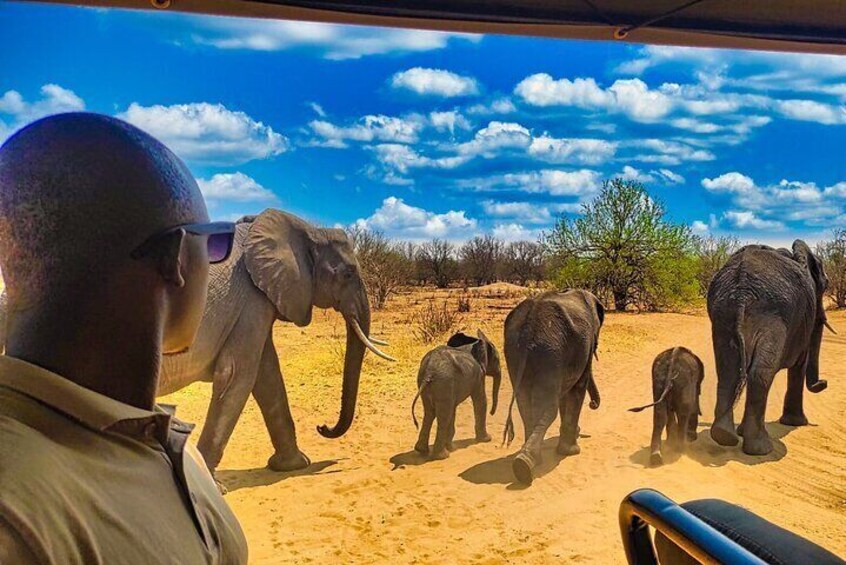 Worlds Only Quadripoint and Chobe Day Trip from Victoria Falls