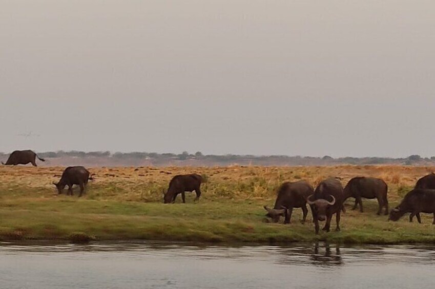 Worlds Only Quadripoint and Chobe Day Trip from Victoria Falls