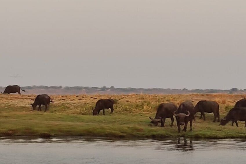 Worlds Only Quadripoint and Chobe Day Trip from Victoria Falls