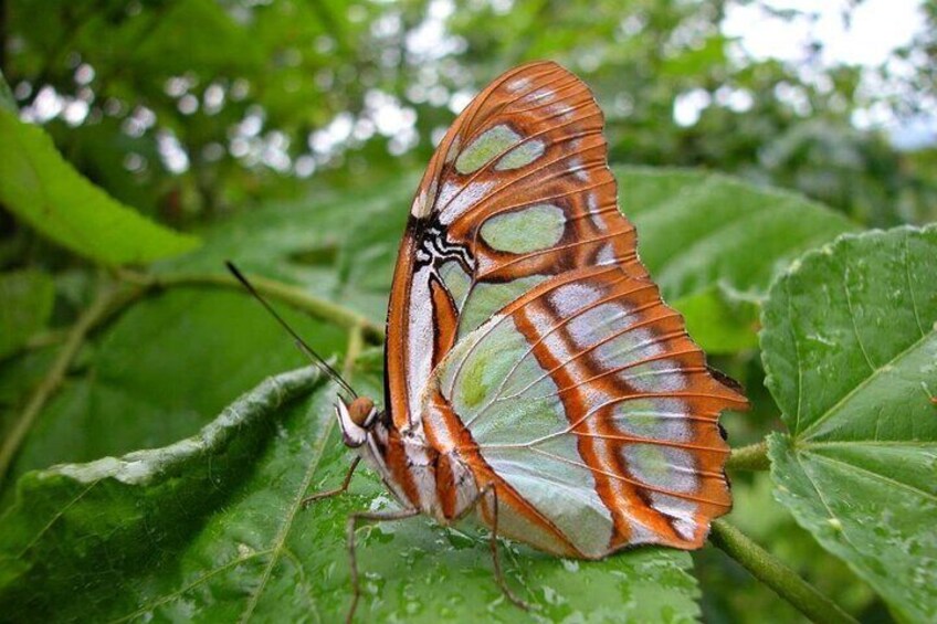 Rio Celeste Private Tour Sloth Sanctuary and Butterfly