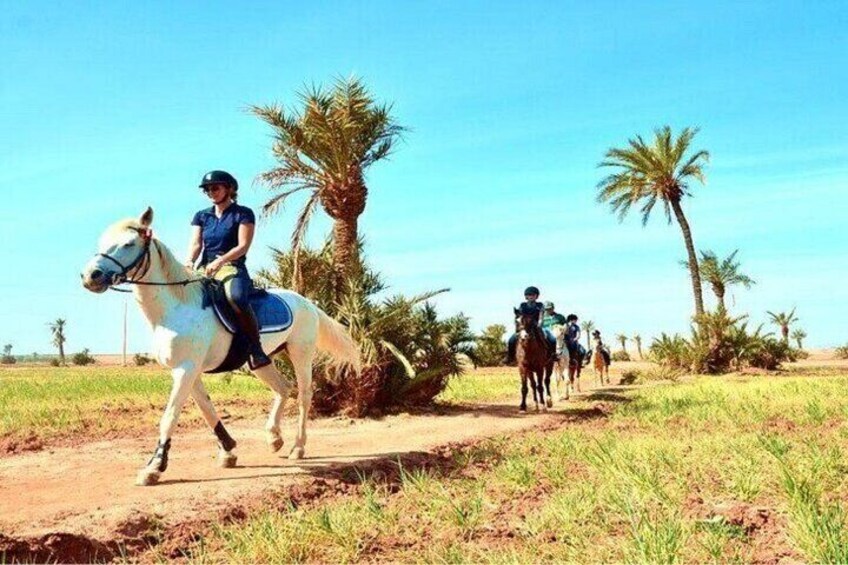 One Hour Horse Riding at Palmeraie Grove & Transfer - Marrakesh