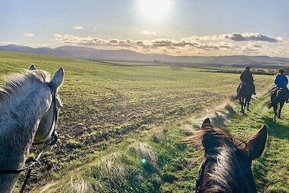 Palmeraie Grove Two Hours Horse Riding & Transfer - Marrakesh