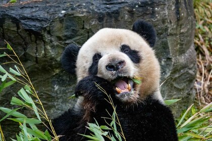 Brugelette: Pairi Daiza Zoo Entry Ticket
