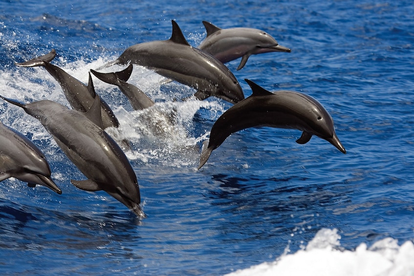 Dolphins jumping out of the water along the Kona Coast 