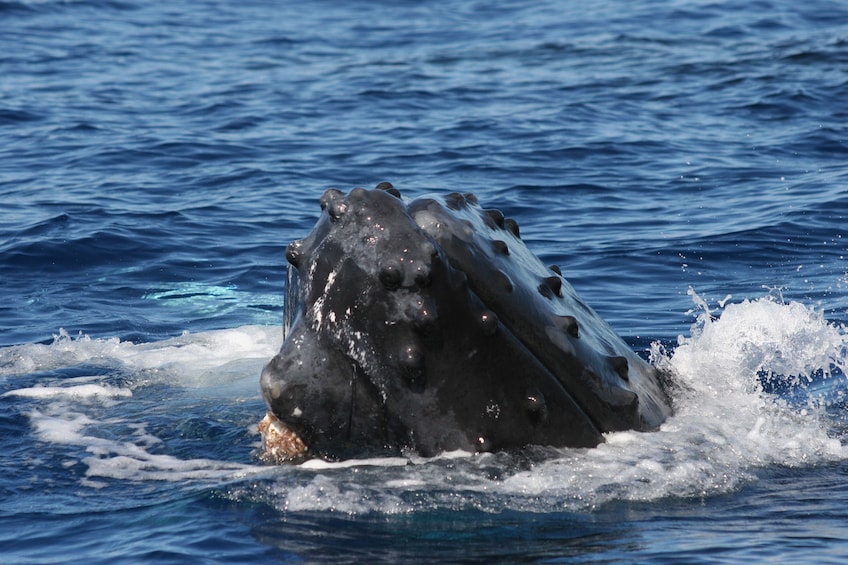 2-Hour Whale Watch(s) (Maui/ Lahaina Harbor)