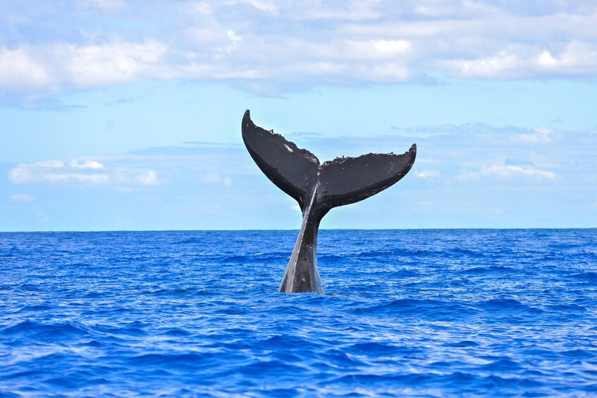 2-Hour Whale Watch(s) (Maui/ Lahaina Harbor)