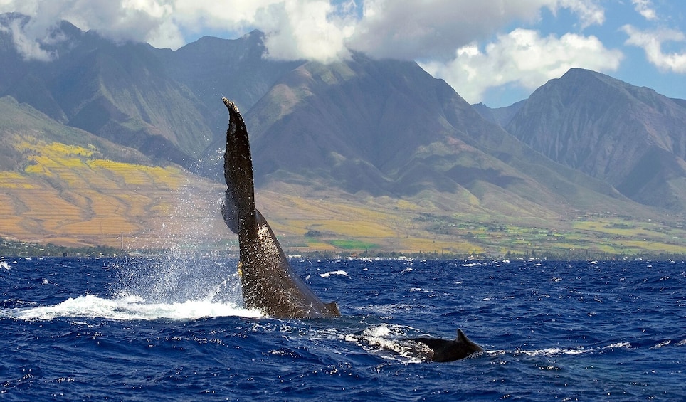 2-Hour Whale Watch(s) (Maui/ Lahaina Harbor)