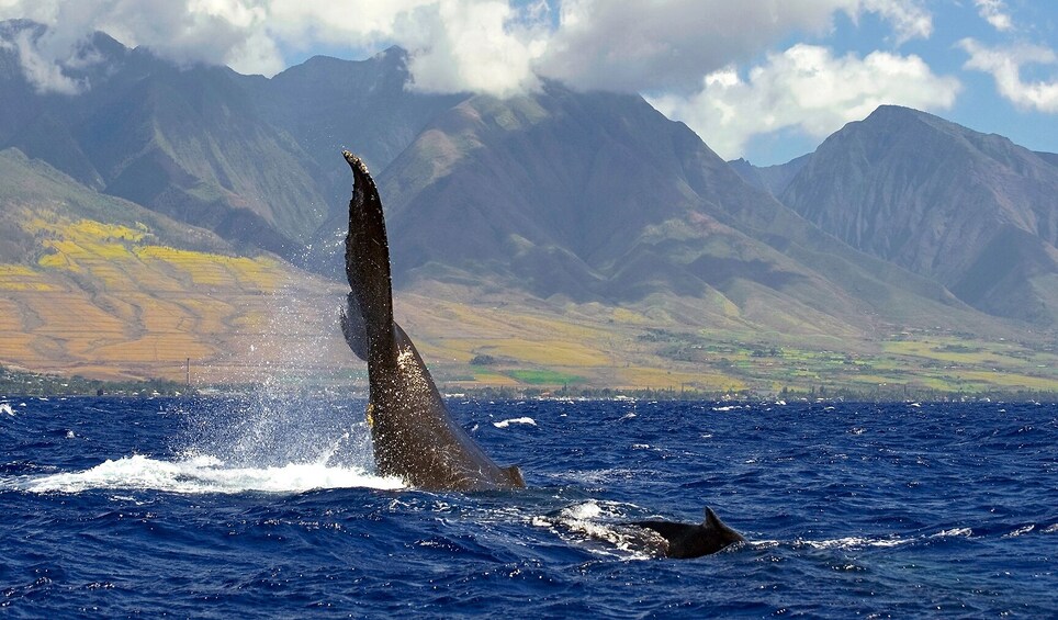 2-Hour Whale Watch(s) (Maui/ Lahaina Harbor)