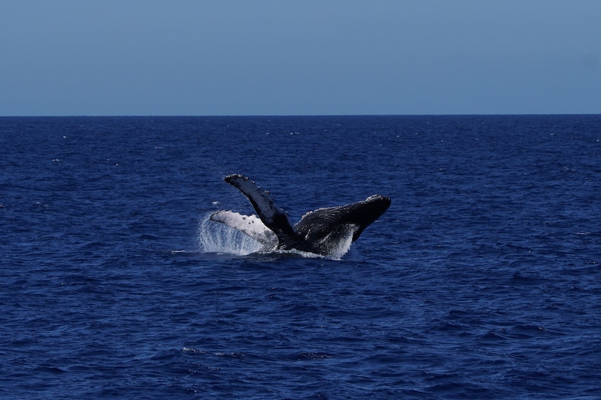 2-Hour Whale Watch(s) (Maui/ Lahaina Harbor)