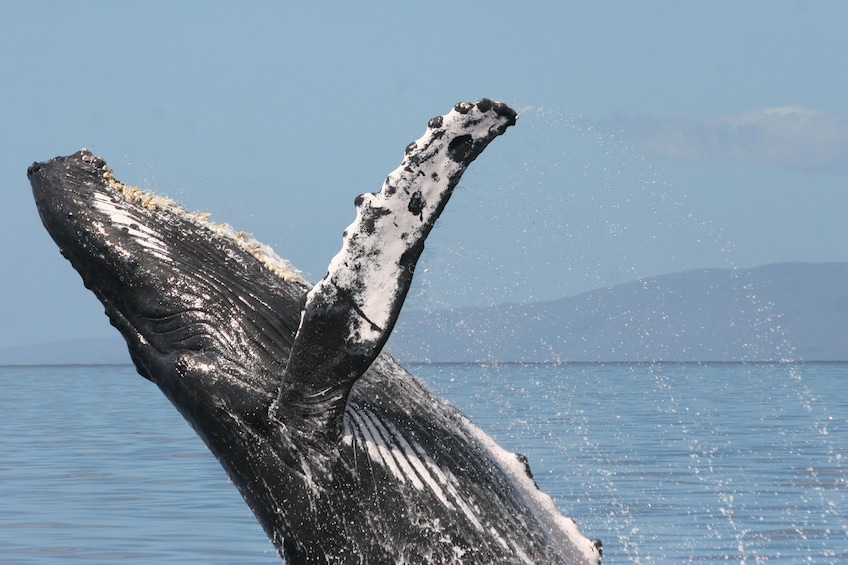 2-Hour Whale Watch(s) (Maui/ Lahaina Harbor)