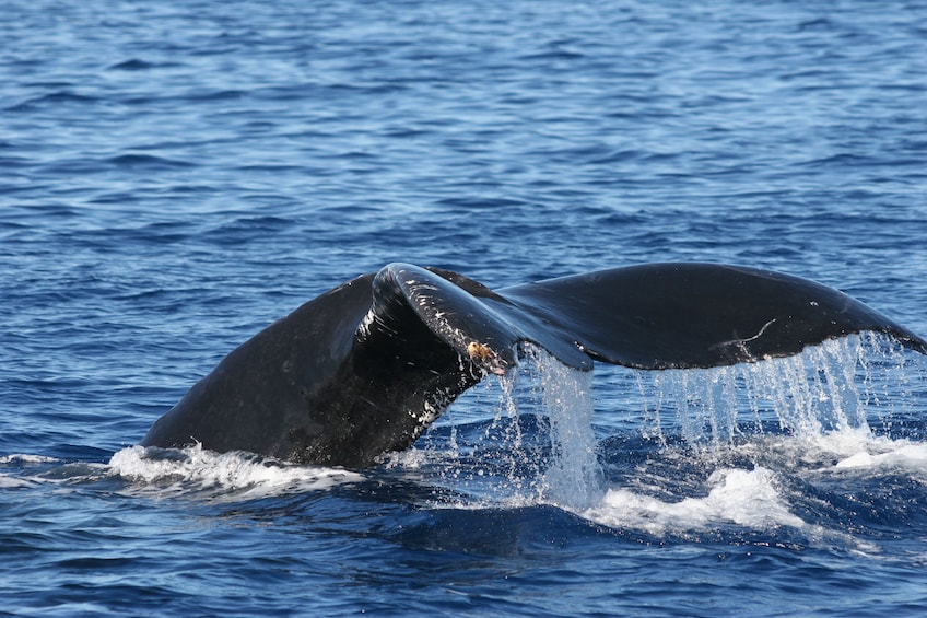 2-Hour Whale Watch(s) (Maui/ Lahaina Harbor)