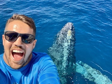 Tour de observación de ballenas de 2 horas desde el puerto de Maalaea