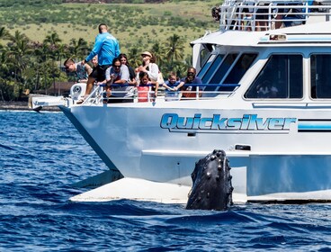 2-Hour Whale Watch(s) (Maui/ Lahaina Harbour)