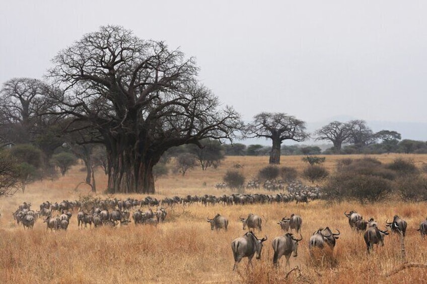 8 Days Private Mid-Range Safari