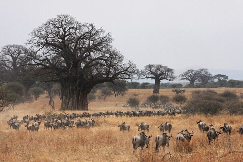 8 Days Private Mid-Range Safari