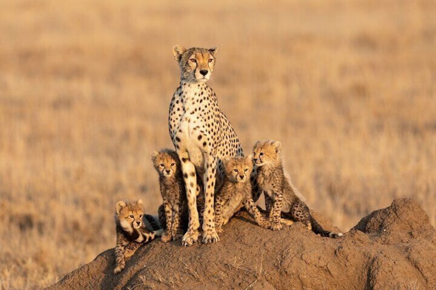 8 Days Private Mid-Range Safari