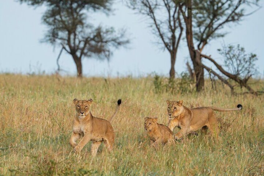 8 Days Private Mid-Range Safari