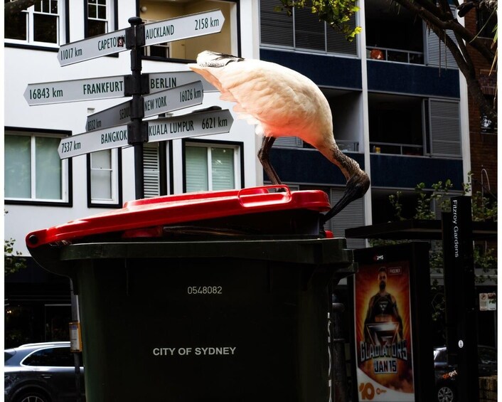 Street Photography, Kings Cross, Sydney w/- Photojournalist Glenn Lockitch