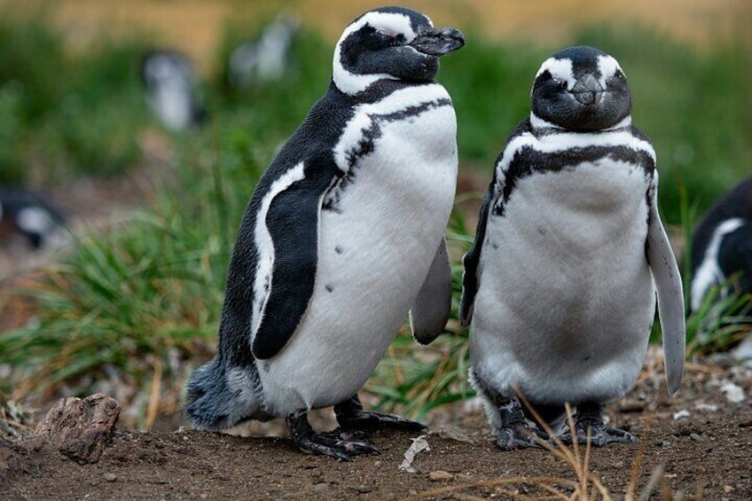 12 Days Private Tour from Buenos Aires to Ushuaia