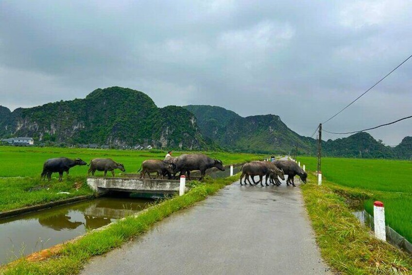 Explore Ninh Binh’s Beauty: One-Day Motorbike Exploration