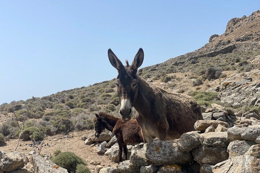 2 Hour Private Tour Best of Mykonos