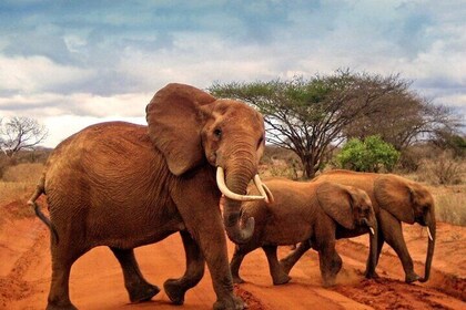 Overnight Safari to Tsavo East Park from - Mombasa/Diani/Malindi